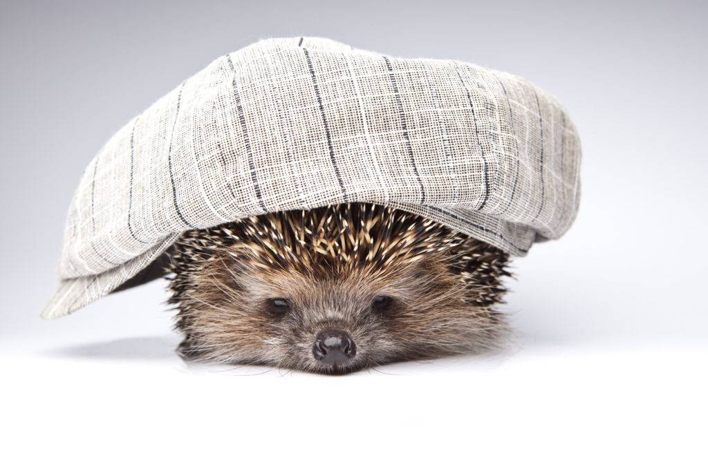 hedgehog awareness week | hedgehogs are wonderful
